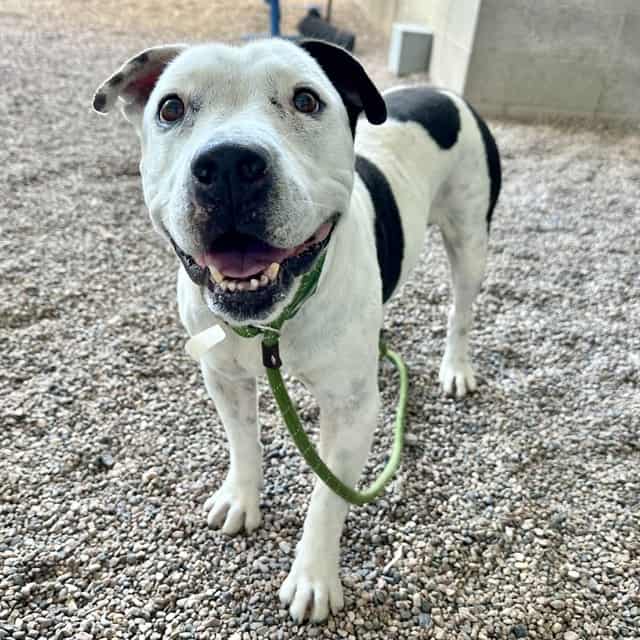 Photo of Jersey, adoptable senior WHITE/BLACK AM PIT BULL TER in Phoenix, Arizona
