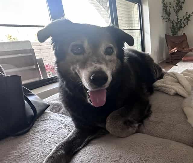 Photo of Jax, adoptable senior BROWN LABRADOR RETR/ALASKAN HUSKY in Arizona