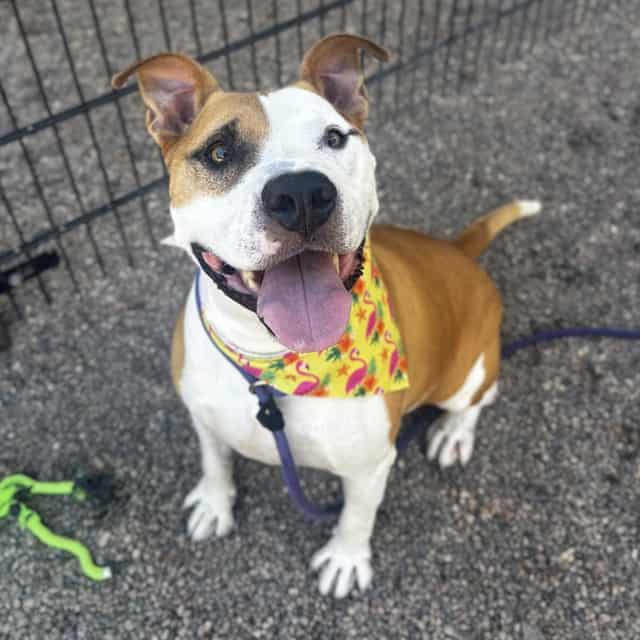 Photo of Homer, adoptable senior dog in Phoenix, Arizona