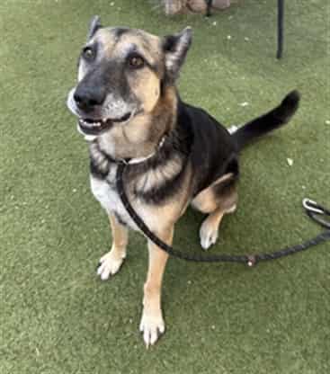 Photo of Pecan, adoptable senior dog in Phoenix, Arizona