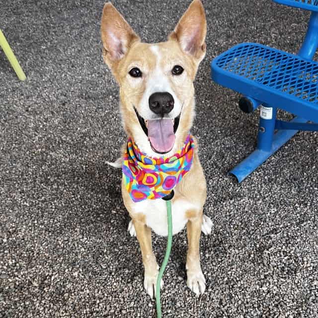 Photo of Loki, adoptable senior dog in Phoenix, Arizona
