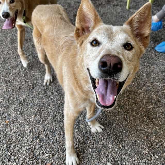 Photo of Leia, adoptable senior dog in Phoenix, Arizona