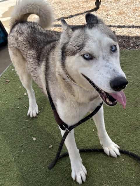 Photo of Cisco, adoptable senior dog in Phoenix, Arizona