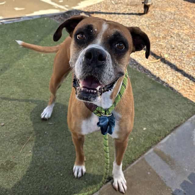 Photo of Zadie, adoptable senior dog in Phoenix, Arizona