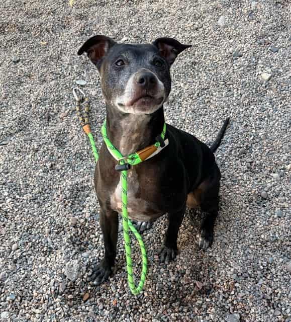 Photo of Pepper, adoptable senior dog in Phoenix, Arizona