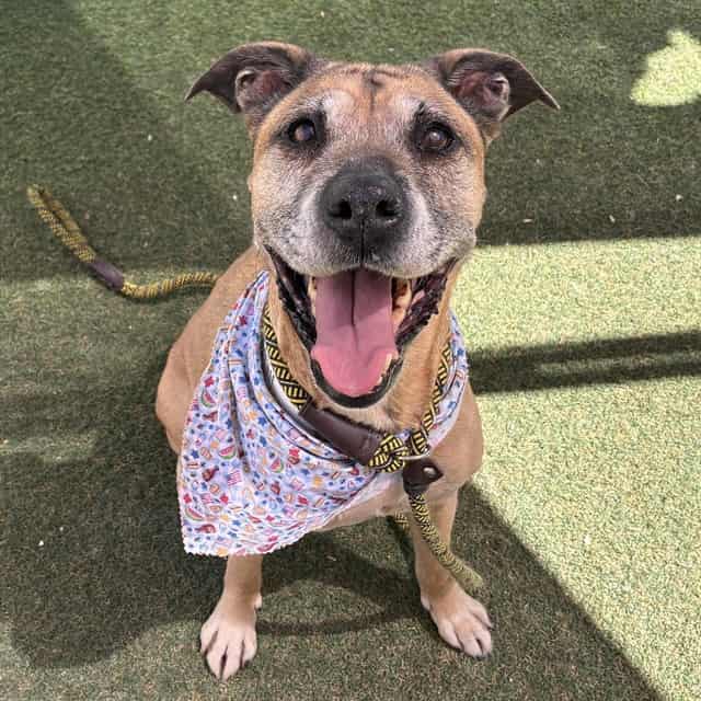 Photo of Nana, adoptable senior dog in Phoenix, Arizona