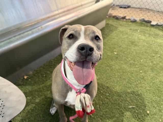Photo of Remi, adoptable senior dog in Phoenix, Arizona
