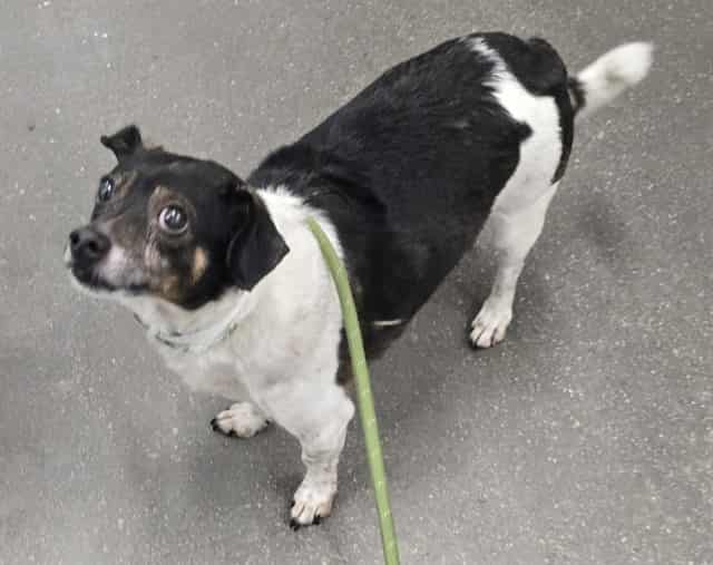 Photo of Hansel, adoptable senior dog in Phoenix, Arizona