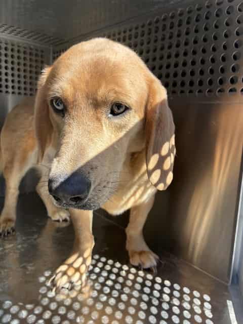 Photo of Karat, adoptable senior dog in Phoenix, Arizona