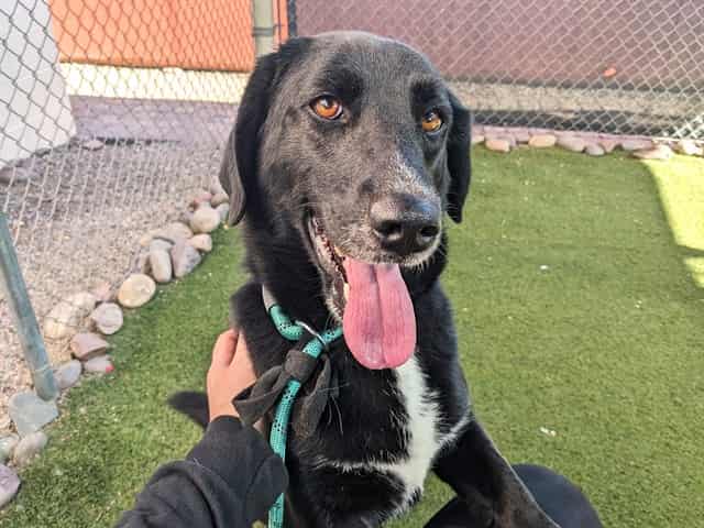 Photo of Sky, adoptable senior dog in Phoenix, Arizona
