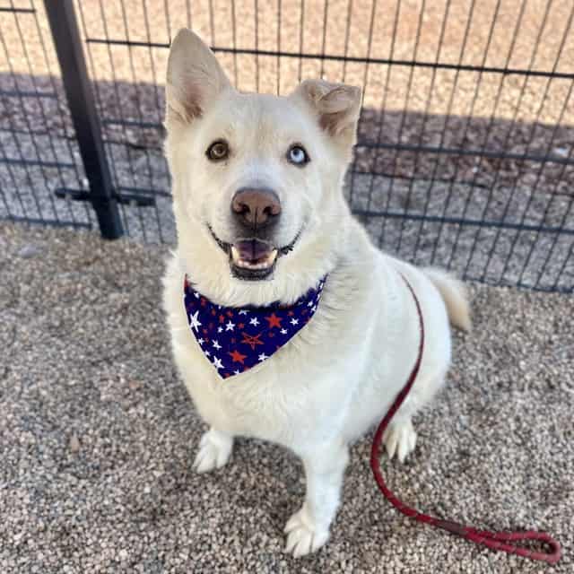 Photo of Maui, adoptable senior dog in Phoenix, Arizona