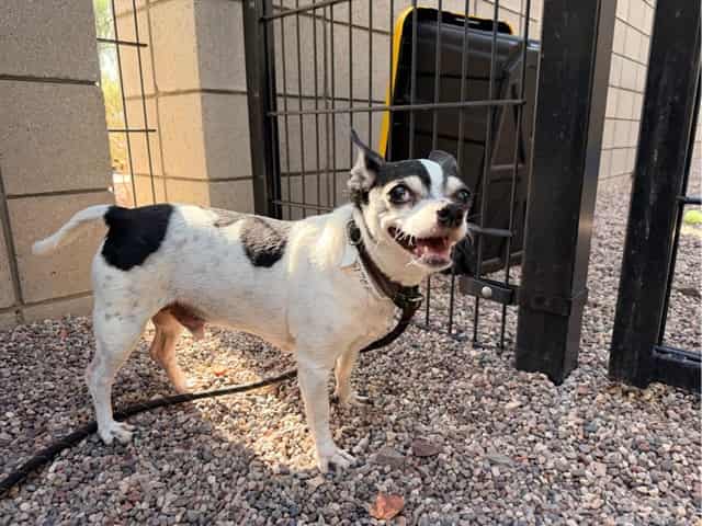 Photo of Perry, adoptable senior dog in Phoenix, Arizona
