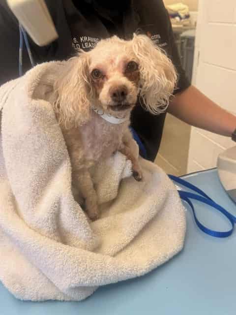 Photo of Mildred, adoptable senior dog in Phoenix, Arizona