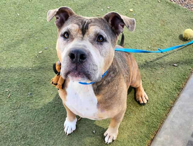 Photo of Samson, adoptable senior dog in Phoenix, Arizona