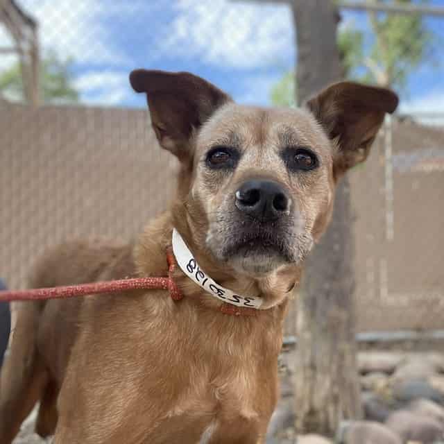 Photo of Sansa, adoptable senior dog in Phoenix, Arizona