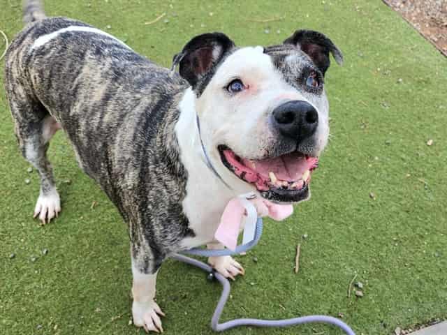 Photo of Pepper, adoptable senior dog in Phoenix, Arizona