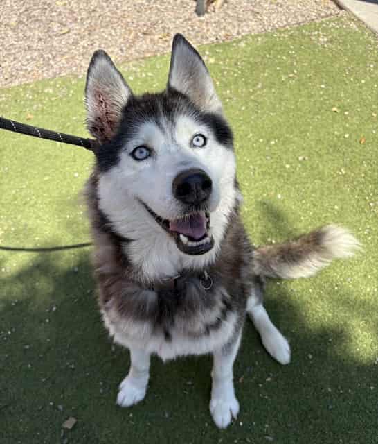 Photo of Dottie, adoptable senior dog in Phoenix, Arizona