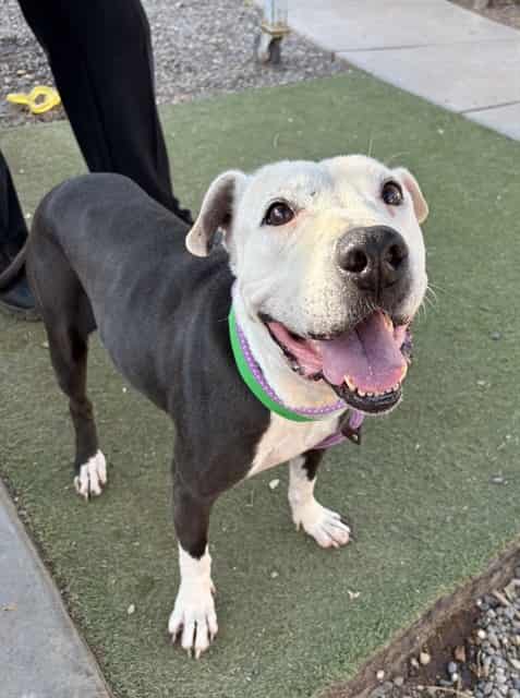 Photo of Eleanor, adoptable senior dog in Phoenix, Arizona