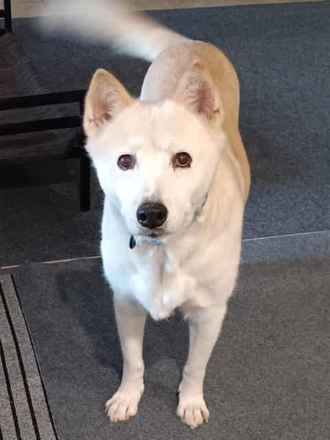 Photo of Dolly, adoptable senior dog in Phoenix, Arizona