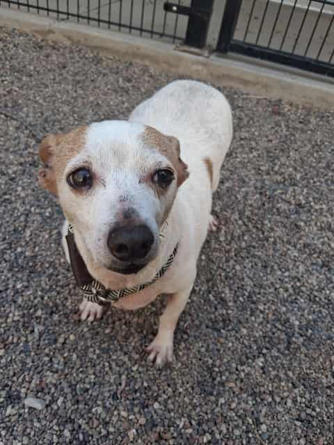 Photo of Bubbers, adoptable senior dog in Phoenix, Arizona