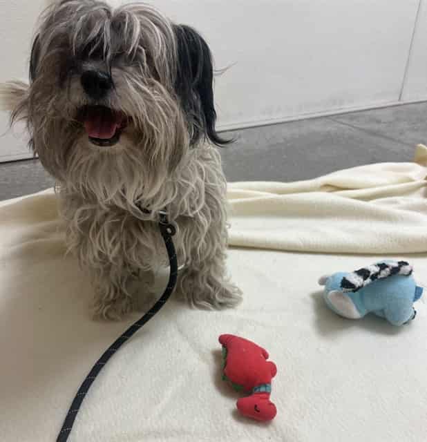 Photo of Shasta, adoptable senior dog in Phoenix, Arizona