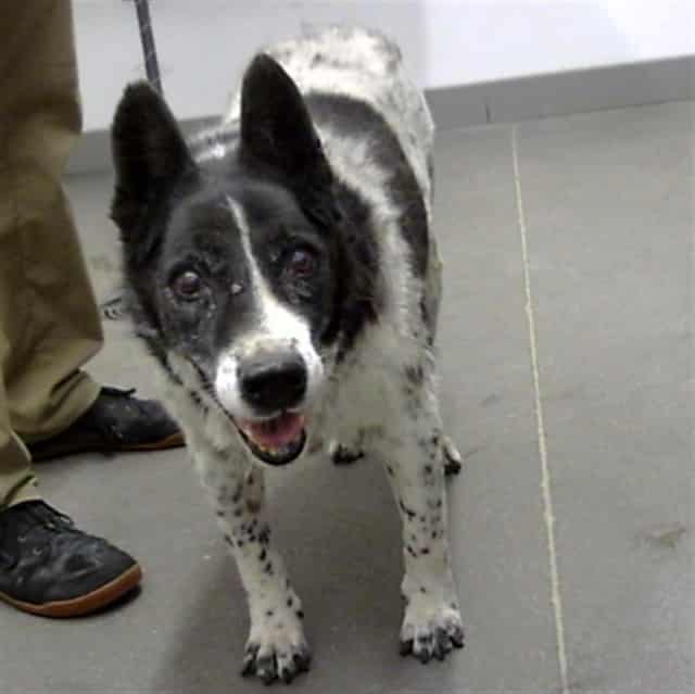 Photo of Jack, adoptable senior dog in Phoenix, Arizona