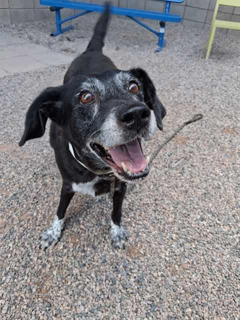 Photo of Shadow, adoptable senior dog in Phoenix, Arizona