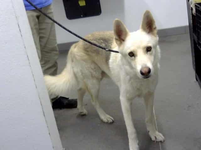 Photo of Zeus, adoptable senior dog in Phoenix, Arizona