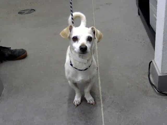 Photo of Rocky, adoptable senior dog in Phoenix, Arizona