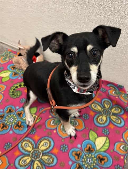 Photo of Rocky, adoptable senior dog in Phoenix, Arizona