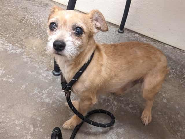 Photo of Oso, adoptable senior dog in Phoenix, Arizona