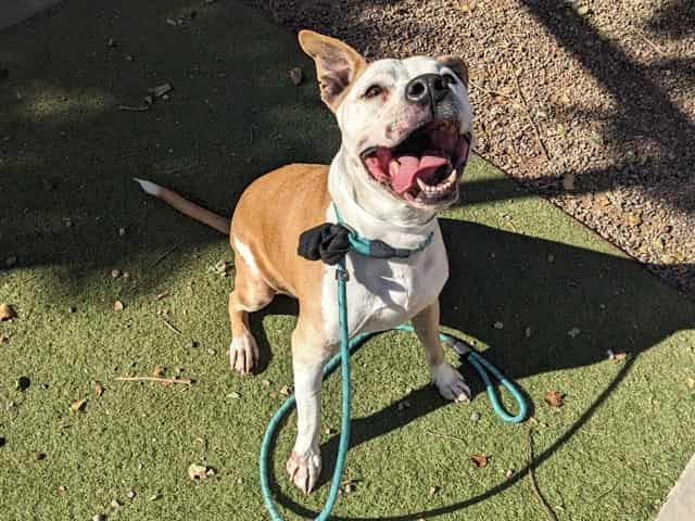Photo of Apollo, adoptable senior dog in Phoenix, Arizona