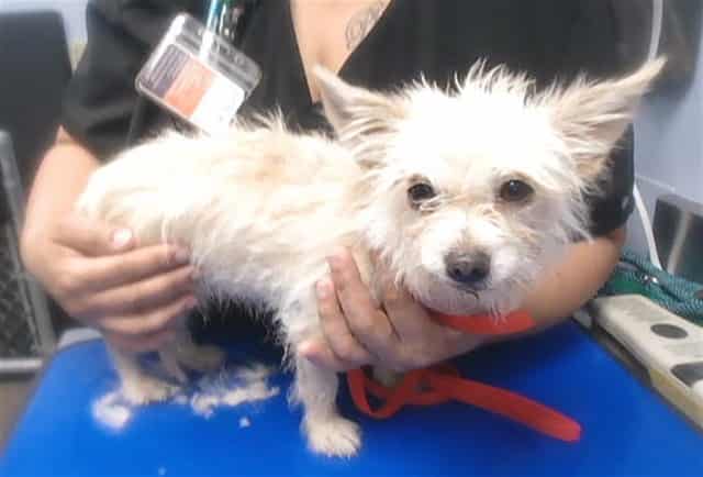 Photo of Egg Salad, adoptable senior dog in Phoenix, Arizona