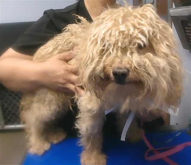Photo of Shortbread, adoptable senior dog in Phoenix, Arizona