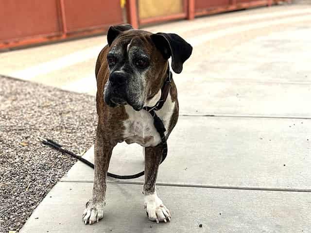 Photo of Mr Rogers, adoptable senior dog in Phoenix, Arizona