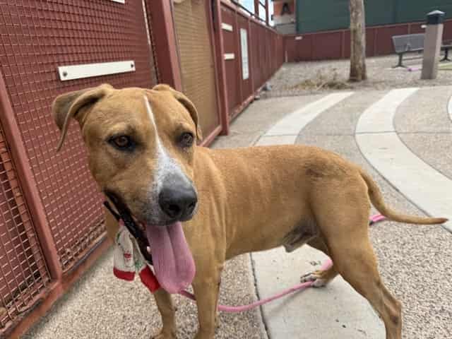 Photo of Hercules, adoptable senior dog in Phoenix, Arizona