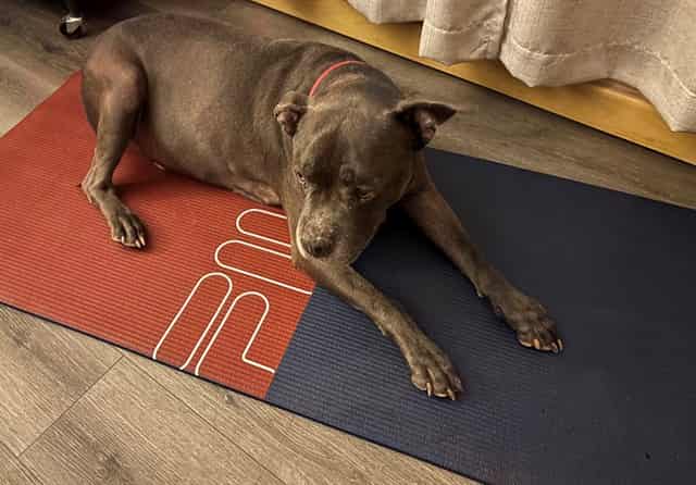 Photo of Slate, adoptable senior dog in Phoenix, Arizona
