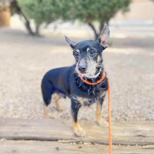 Photo of Sammy, adoptable senior dog in Phoenix, Arizona