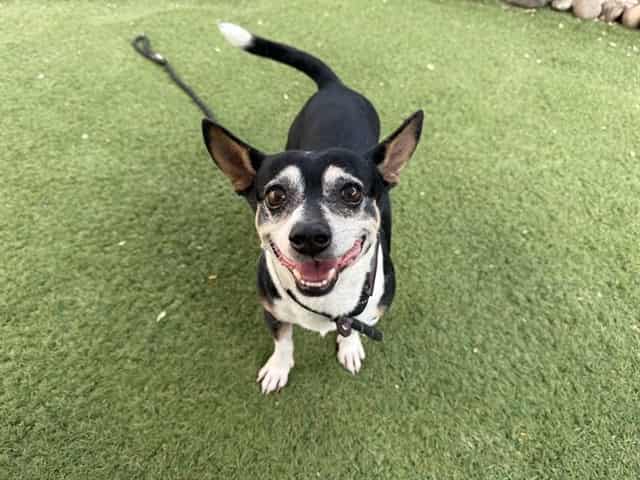 Photo of Frosty, adoptable senior dog in Phoenix, Arizona