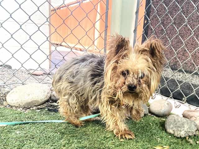 Photo of Gizmo, adoptable senior dog in Phoenix, Arizona