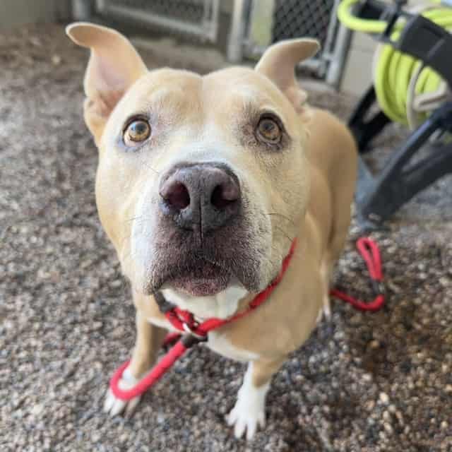 Photo of Pepperoni, adoptable senior TAN/WHITE AM PIT BULL TER in Phoenix, Arizona
