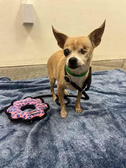 Photo of Phyllis, adoptable senior dog in Phoenix, Arizona