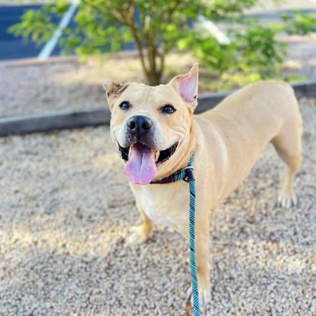 Photo of Ducky, adoptable senior dog in Phoenix, Arizona