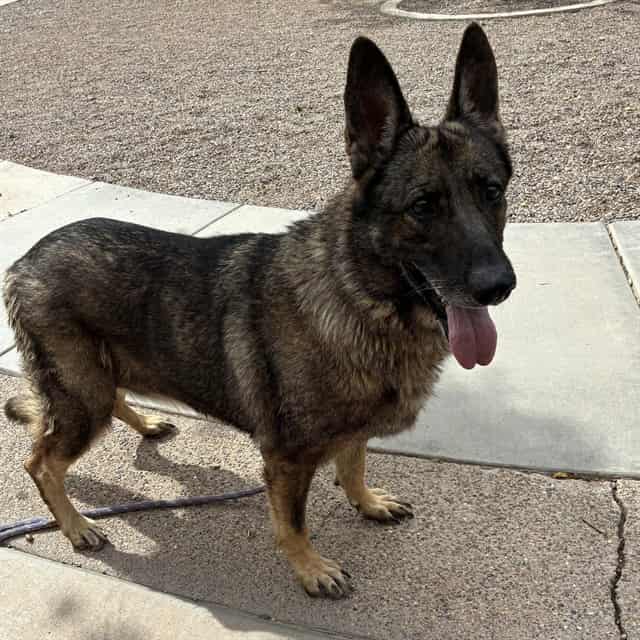 Photo of Rex, adoptable senior dog in Phoenix, Arizona