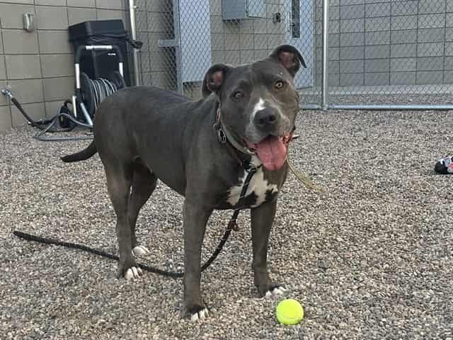 Photo of Chewie, adoptable senior dog in Phoenix, Arizona