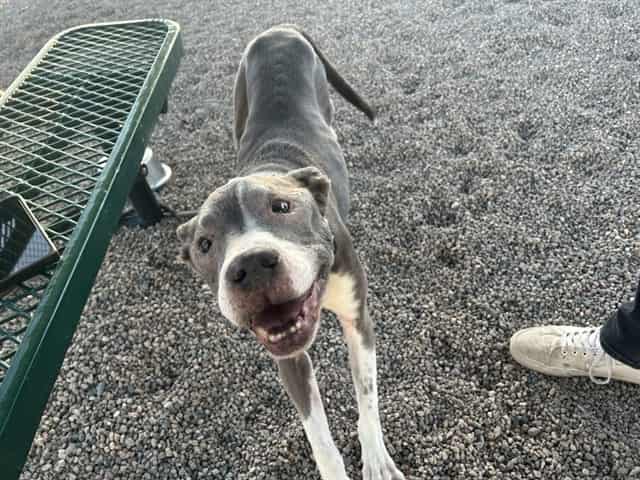 Photo of Tyson, adoptable senior dog in Phoenix, Arizona