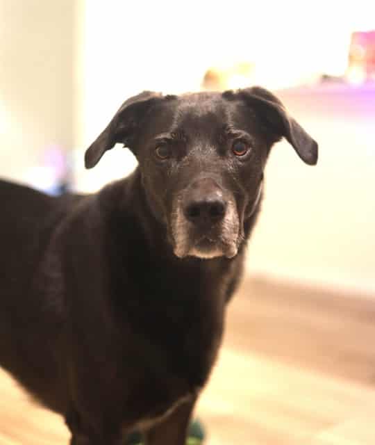 Photo of Bella, adoptable senior dog in Phoenix, Arizona