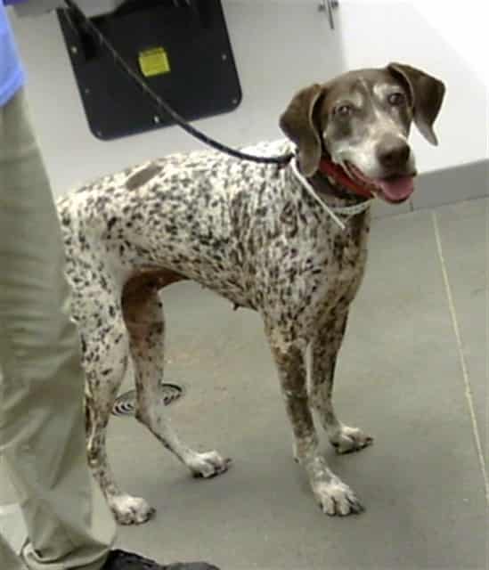 Photo of Willow, adoptable senior dog in Phoenix, Arizona