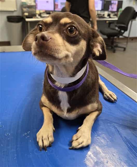 Photo of Queenie, adoptable senior dog in Phoenix, Arizona