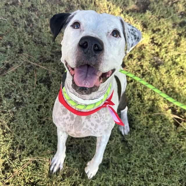 Photo of Fletcher, adoptable senior WHITE/BLACK AM PIT BULL TER in Phoenix, Arizona